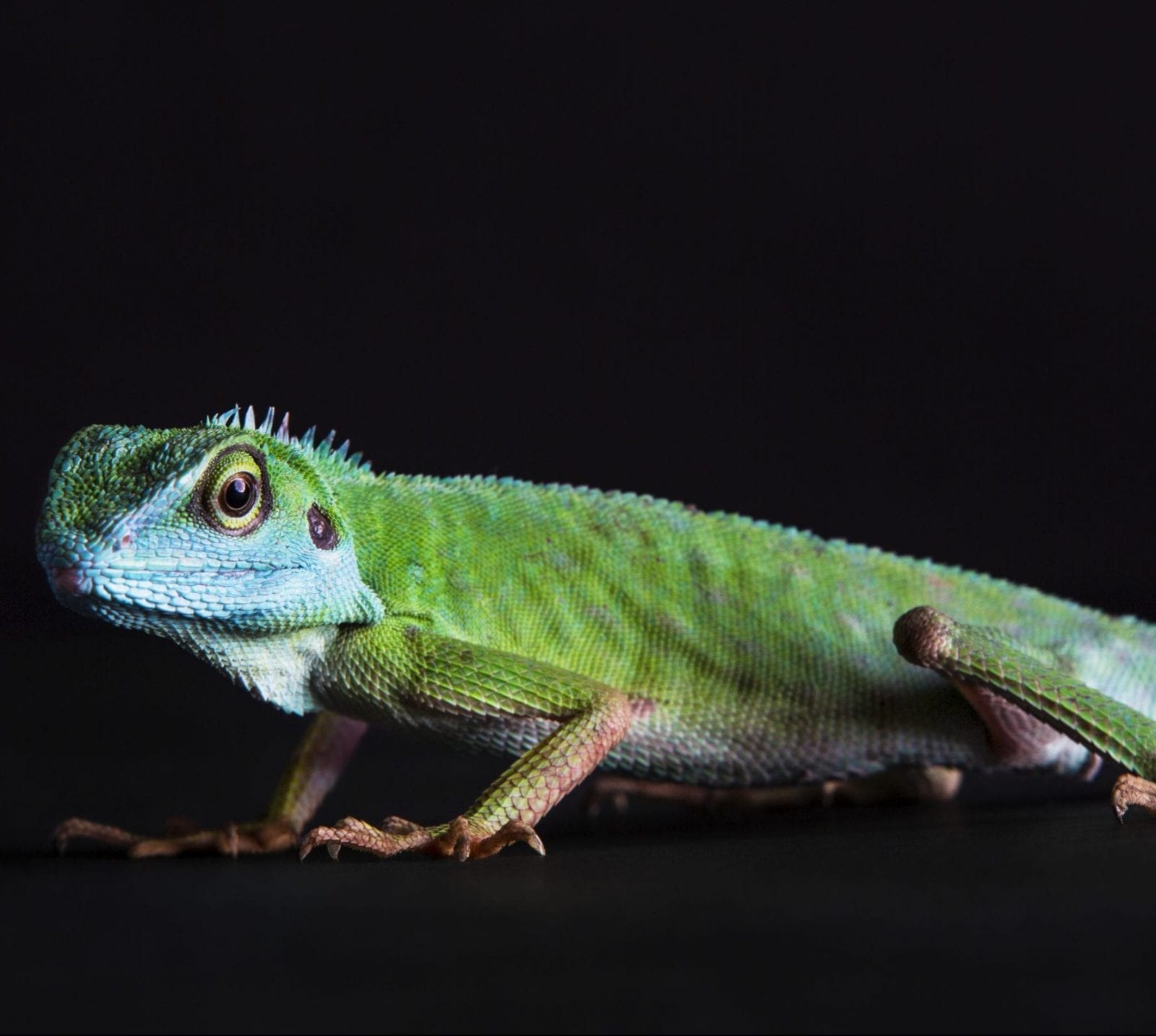 Green crested lizard Dublin Zoo