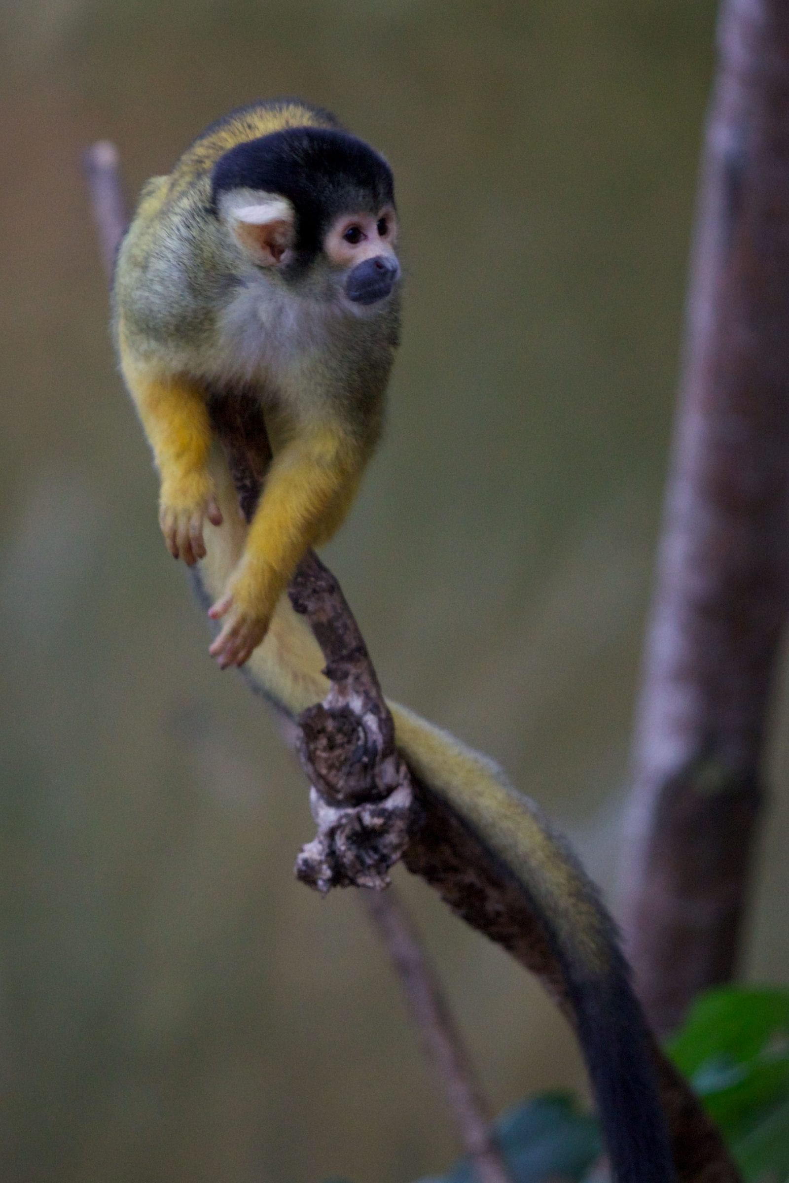 SquirrellMonkey 001