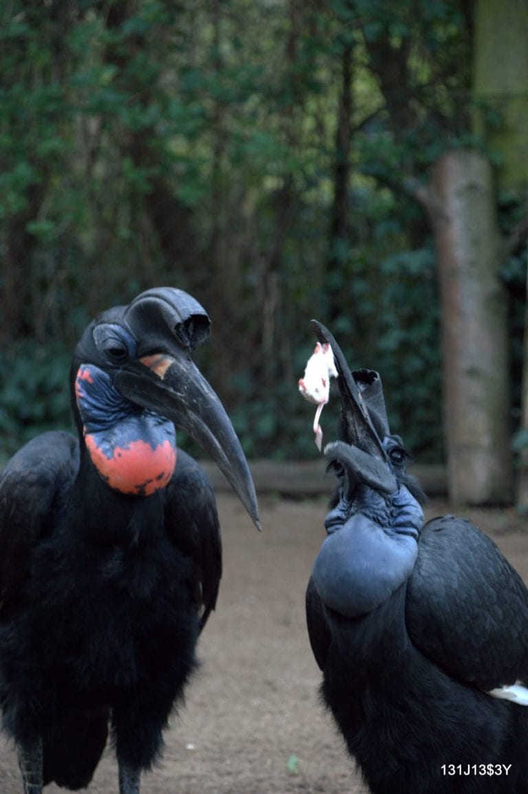Hornbill Dublin Zoo