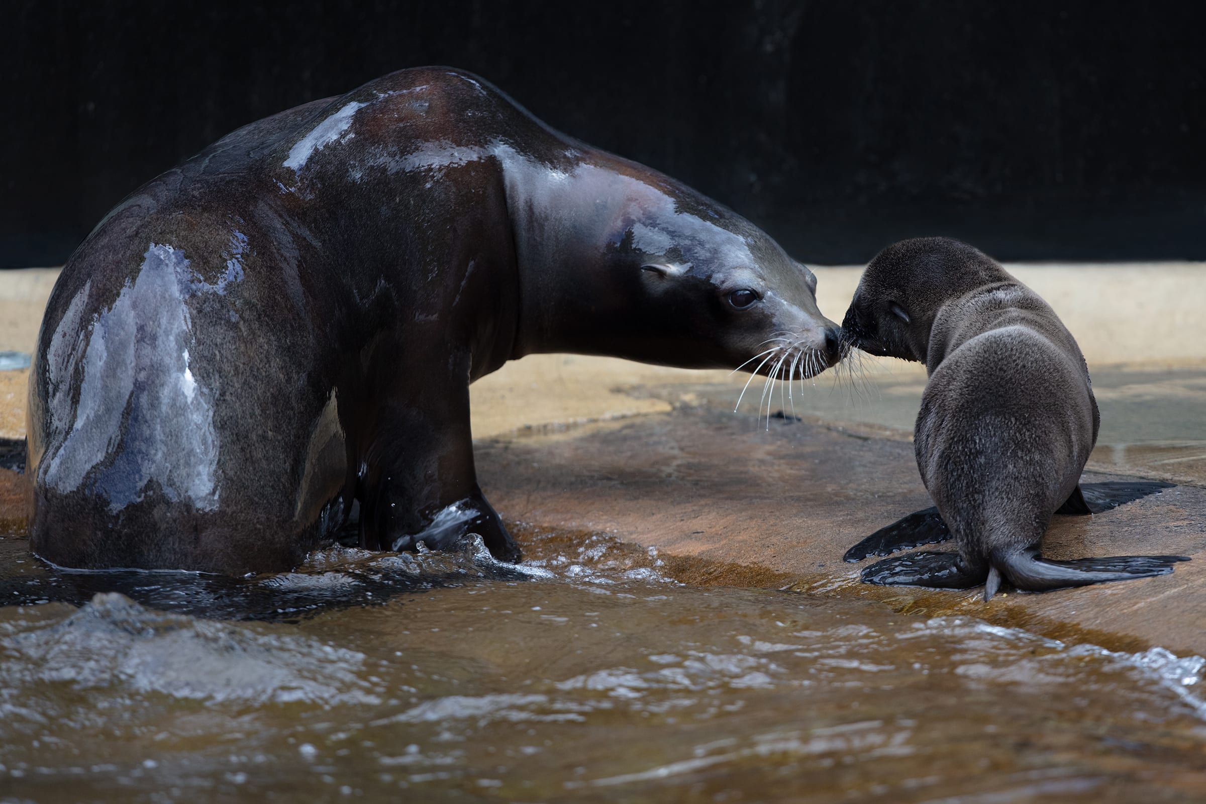 Sea Lion Pups Dublin Zoo