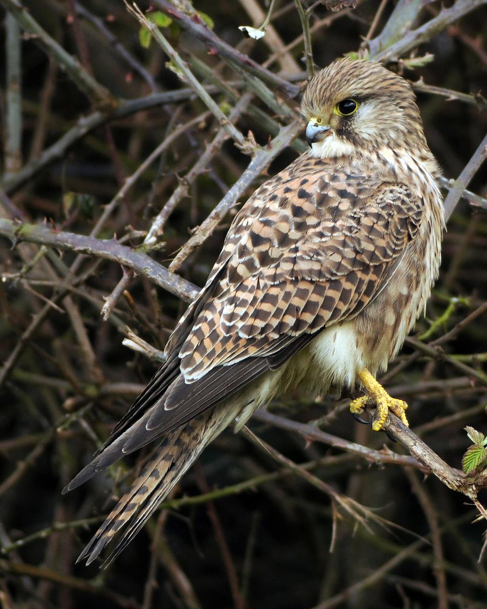 Bird Watch 1039689_10151477947261643_547137166_o