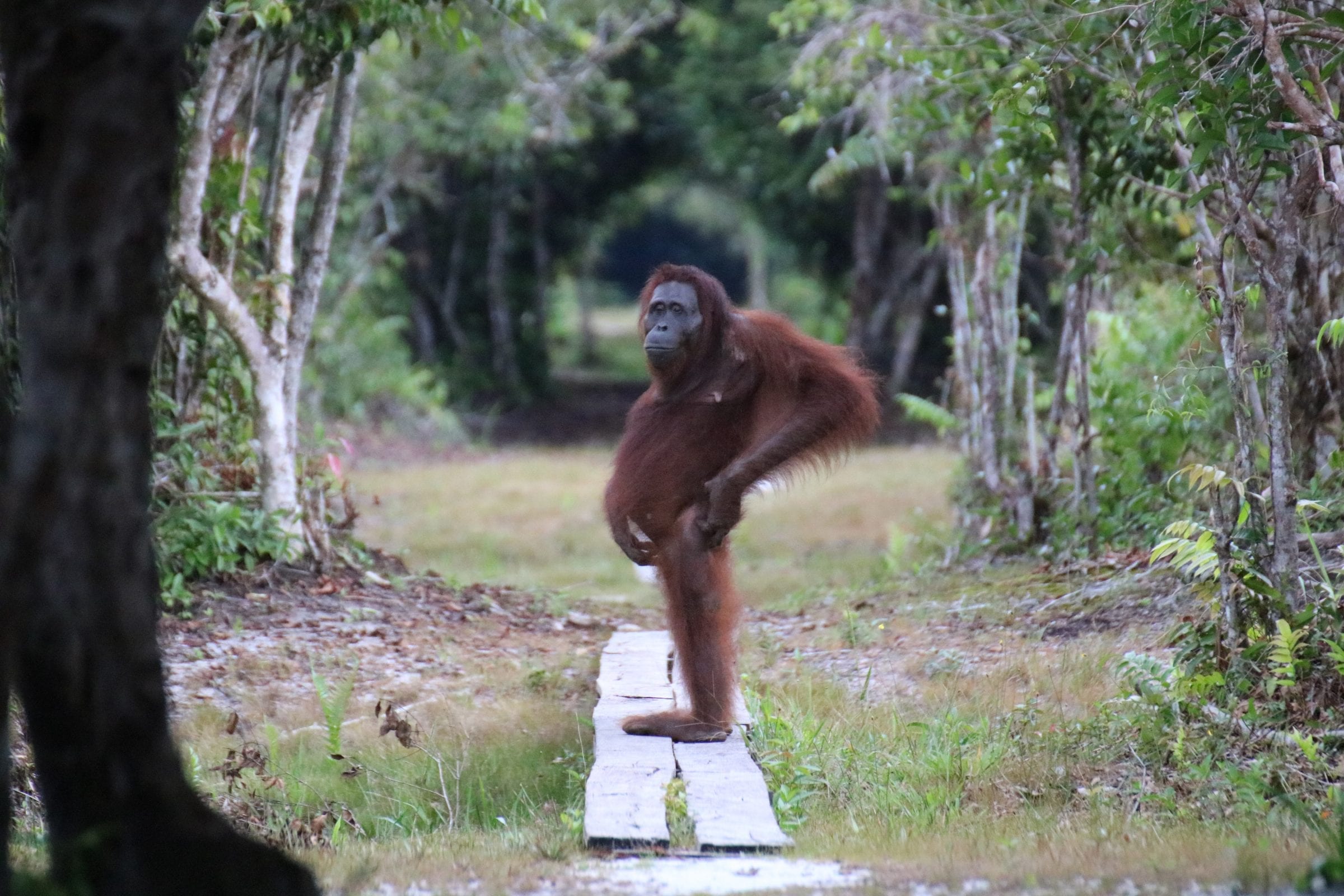 Orangutan Lamandu