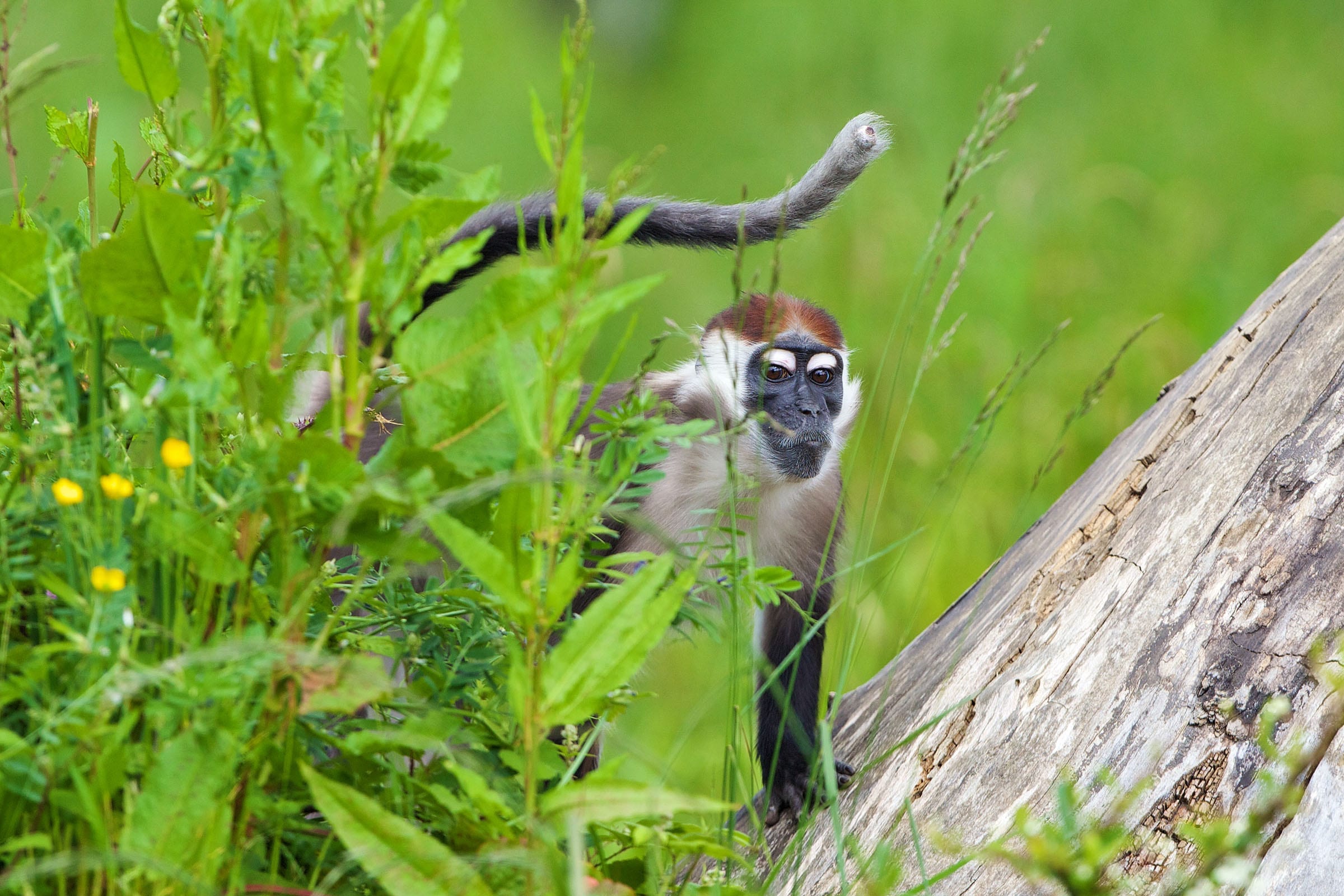 Red capped mangabey2