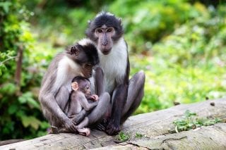 White crowned mangabey