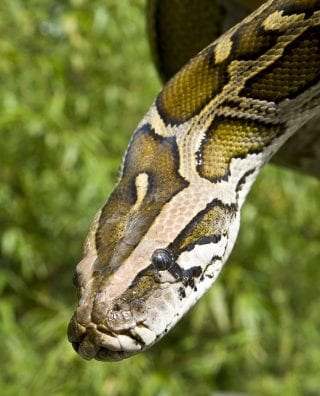 Royal python DZ