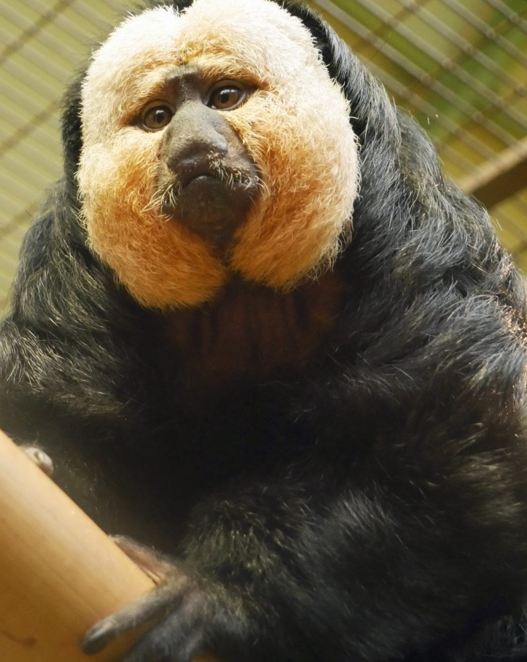 Saki Dublin Zoo saki-dublin-zoo