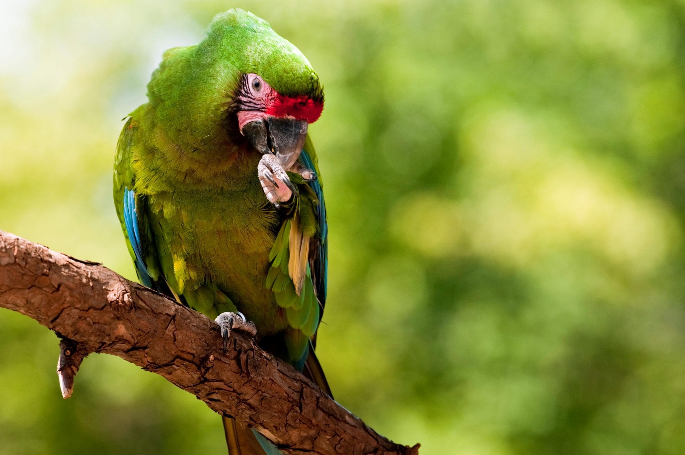 May 31st marks World Parrot Day