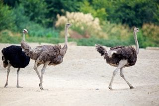 Ostrich