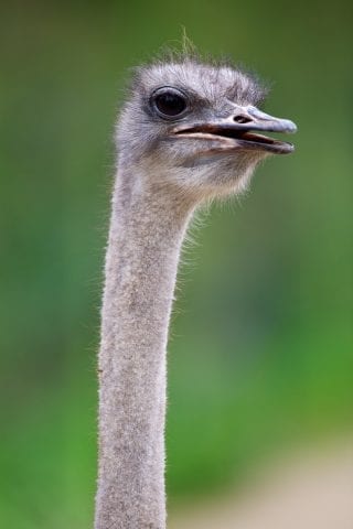 Ostrich close up