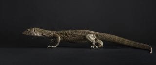 Mangrove monitor