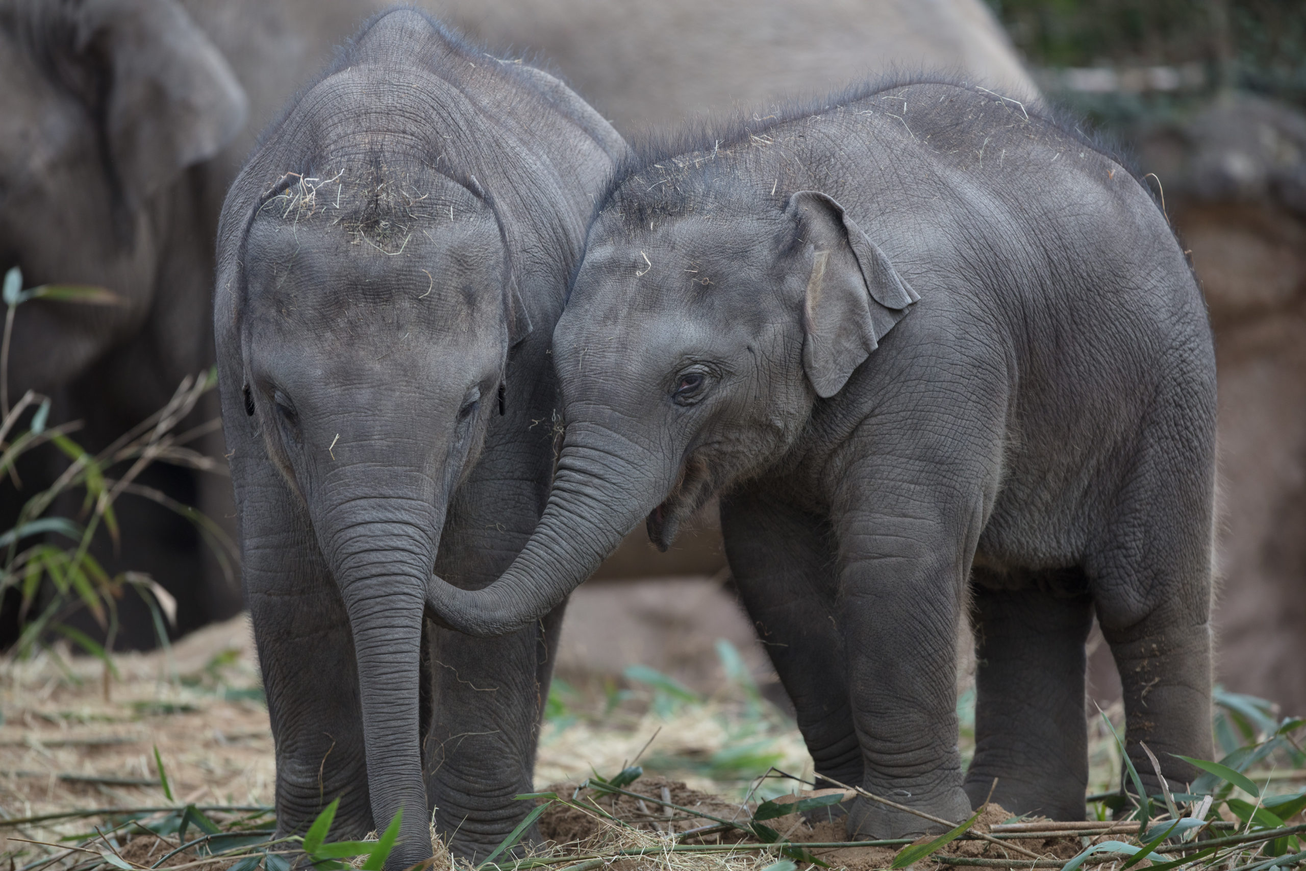 Two infant Asian elephants embracing at Dublin Zoo
