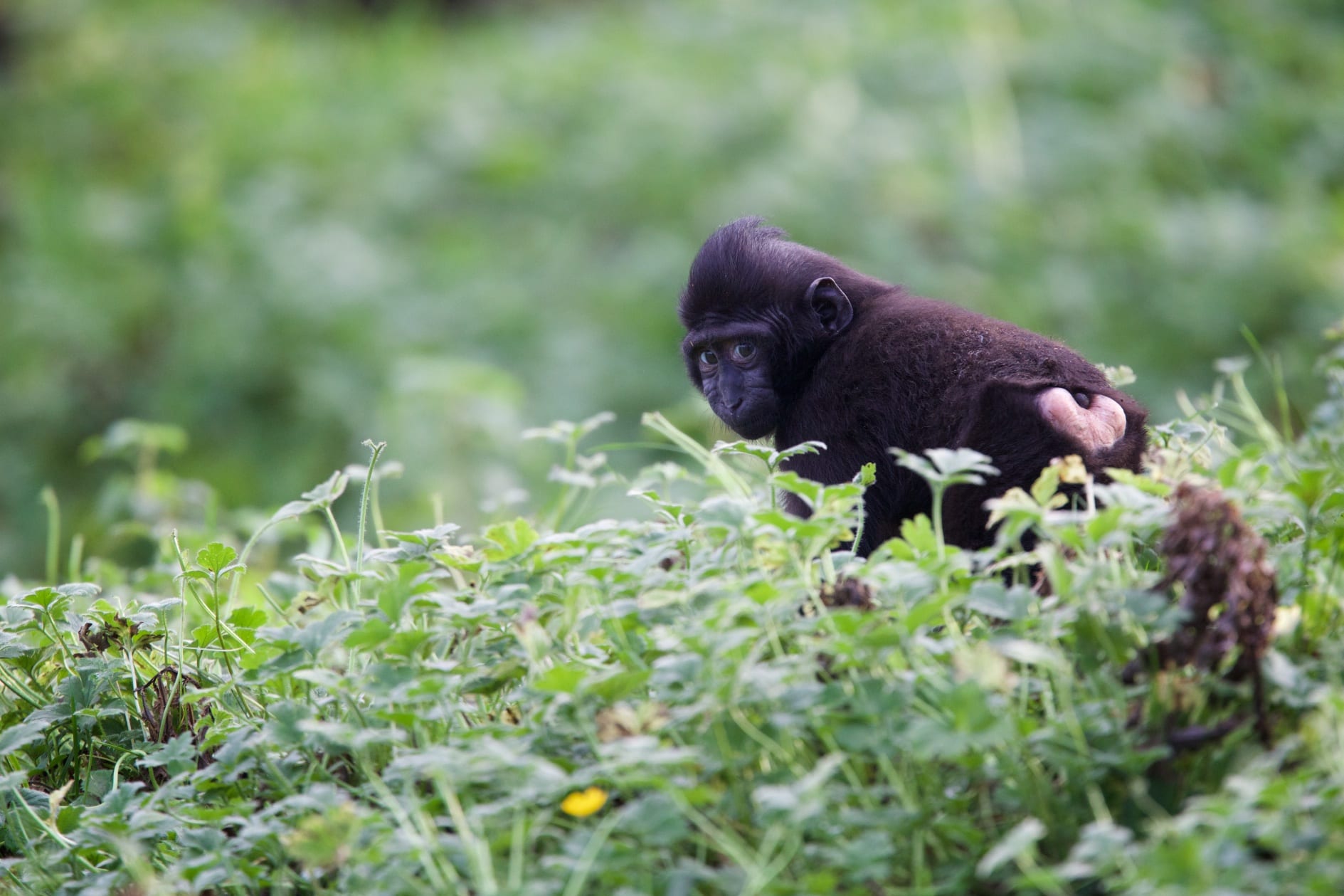 Matchmaking at Dublin Zoo