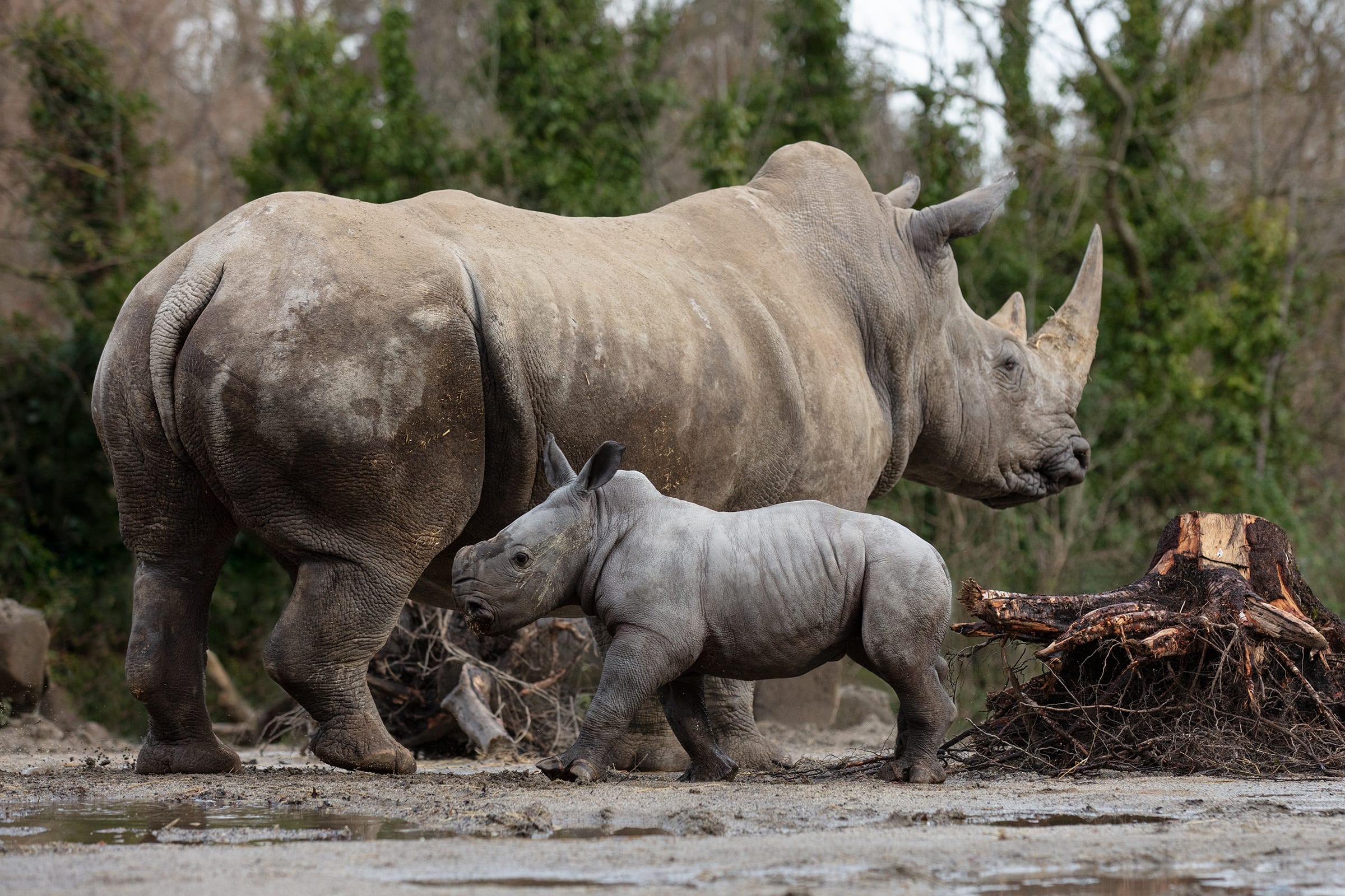 Male Rhino Calf Born at Dublin Zoo