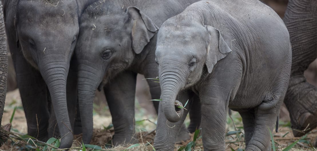 Dublin Zoo announces special ticket offer to celebrate summer!