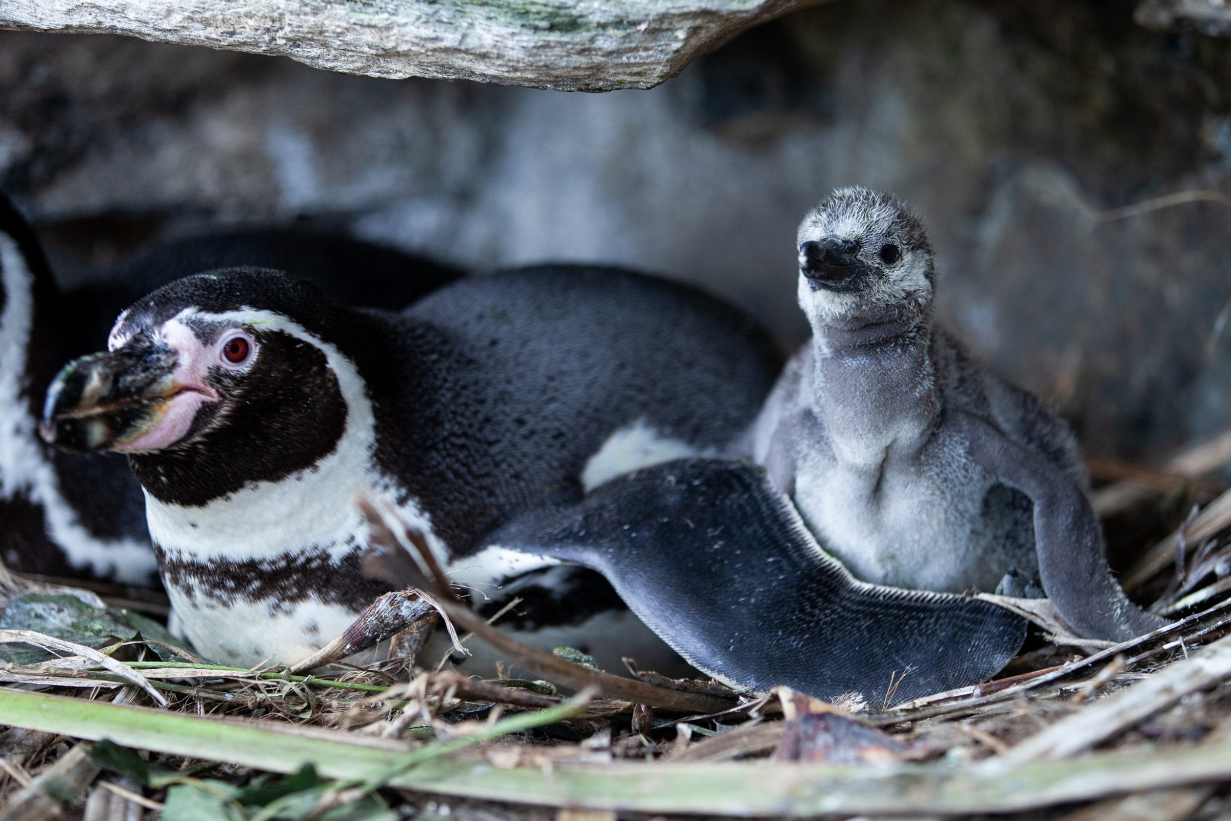 Penguin Chicks Hatch at Dublin Zoo