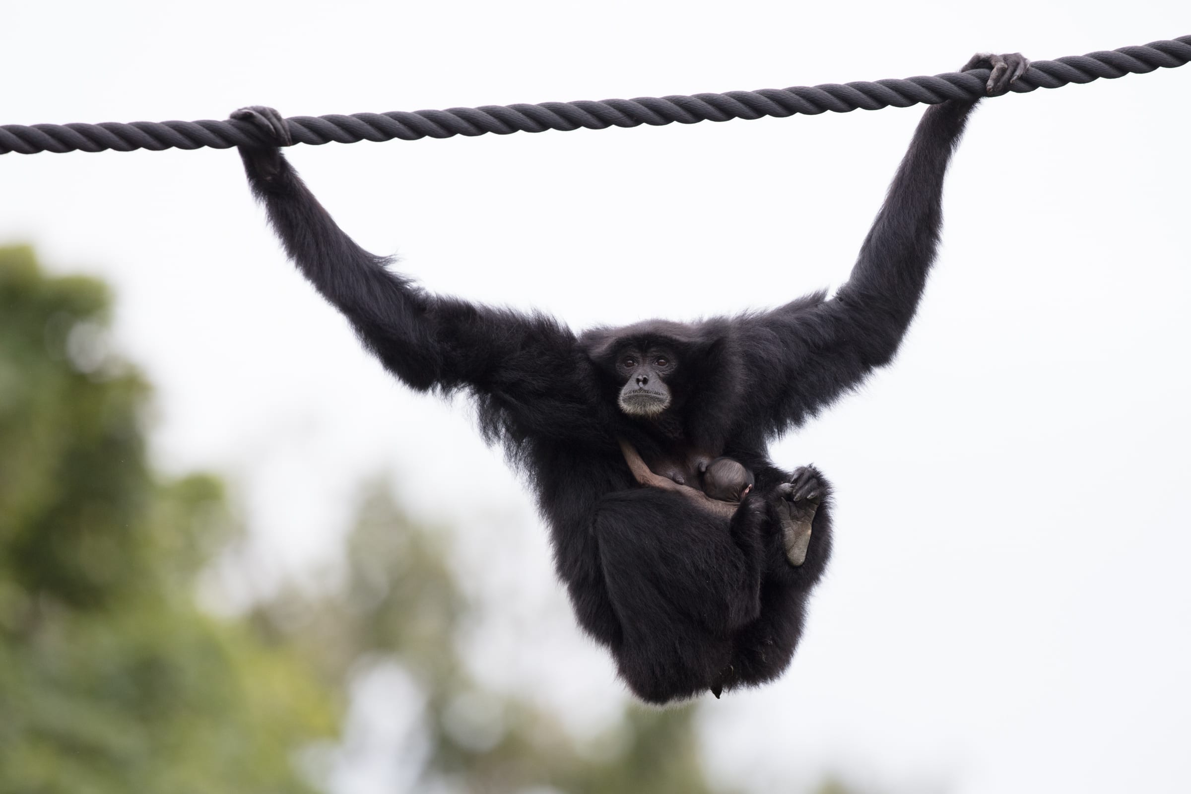 Endangered Siamang Gibbon Born at Dublin Zoo