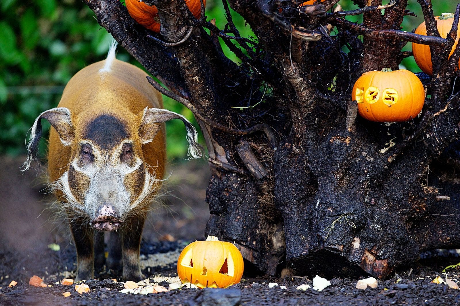 Virtual Halloween Spooky stories Thursday, Age 912