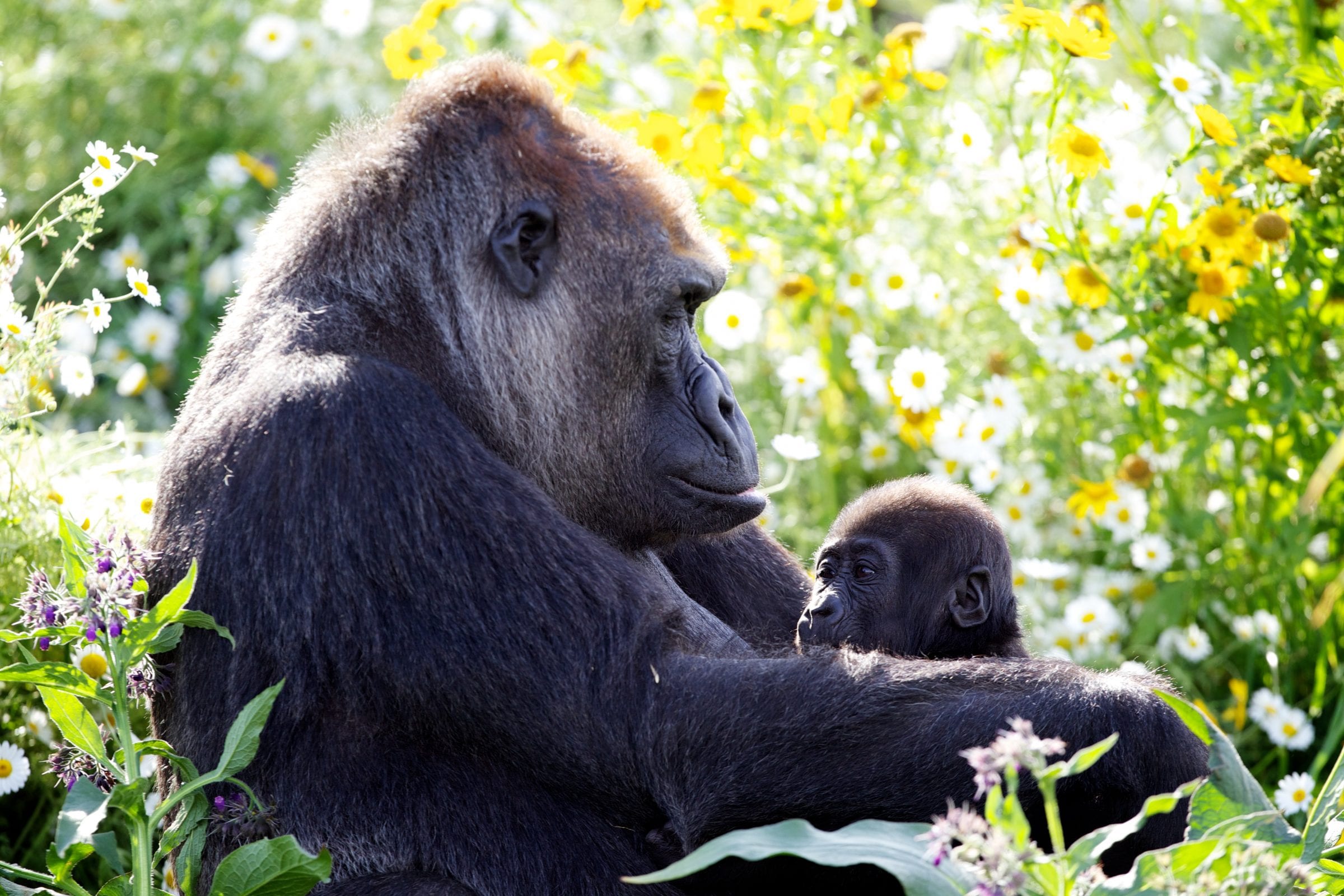 Gardening for Gorillas By Stephen Butler