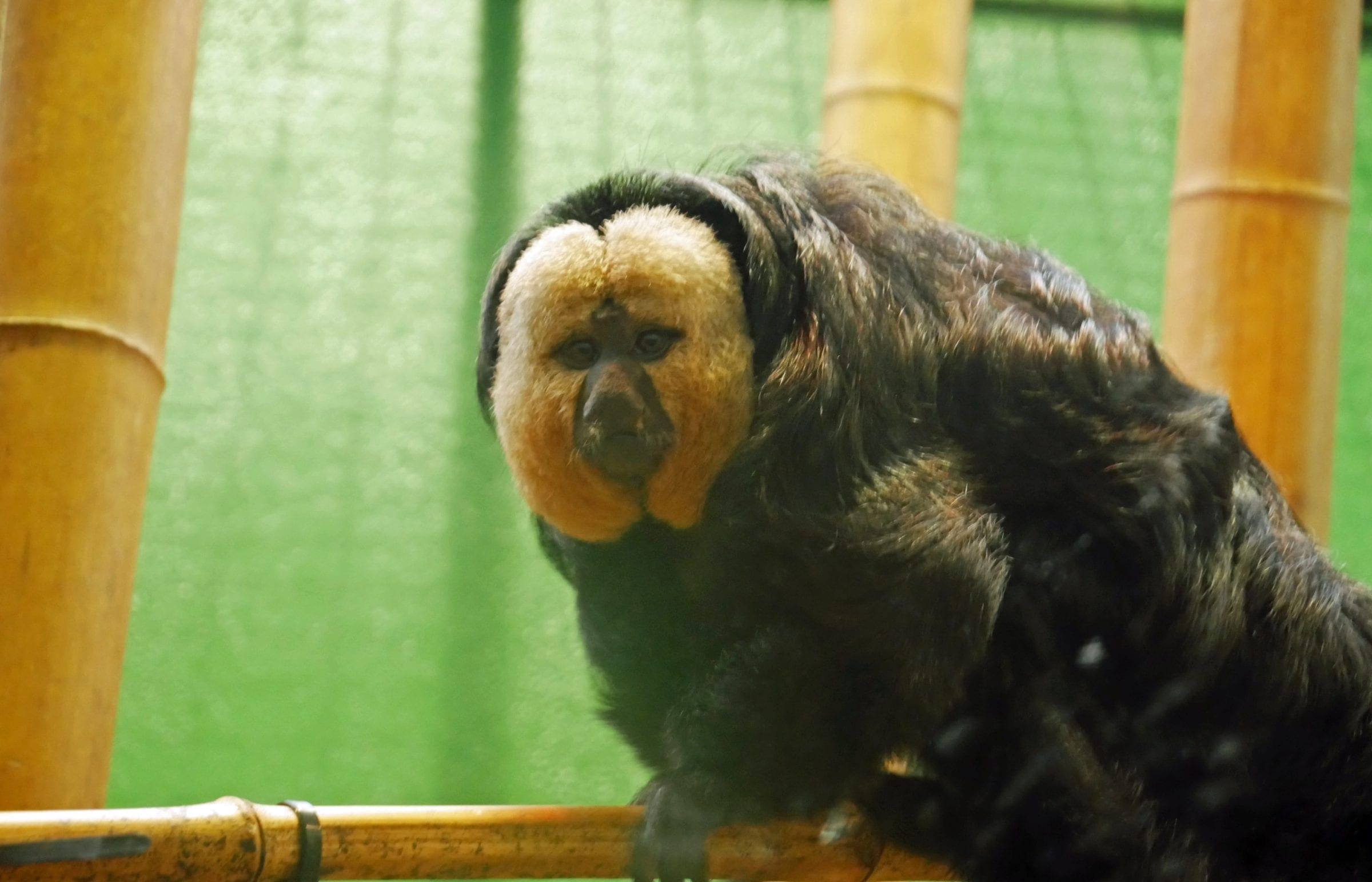 White-faced saki - Dublin Zoo
