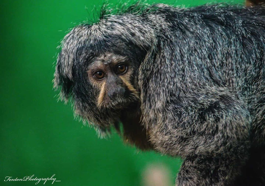 Saki Dublin Zoo fentonphotography_ via Instgram