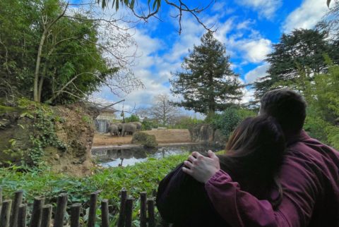 Couple looking into the distance with Asian elephants playing in the background