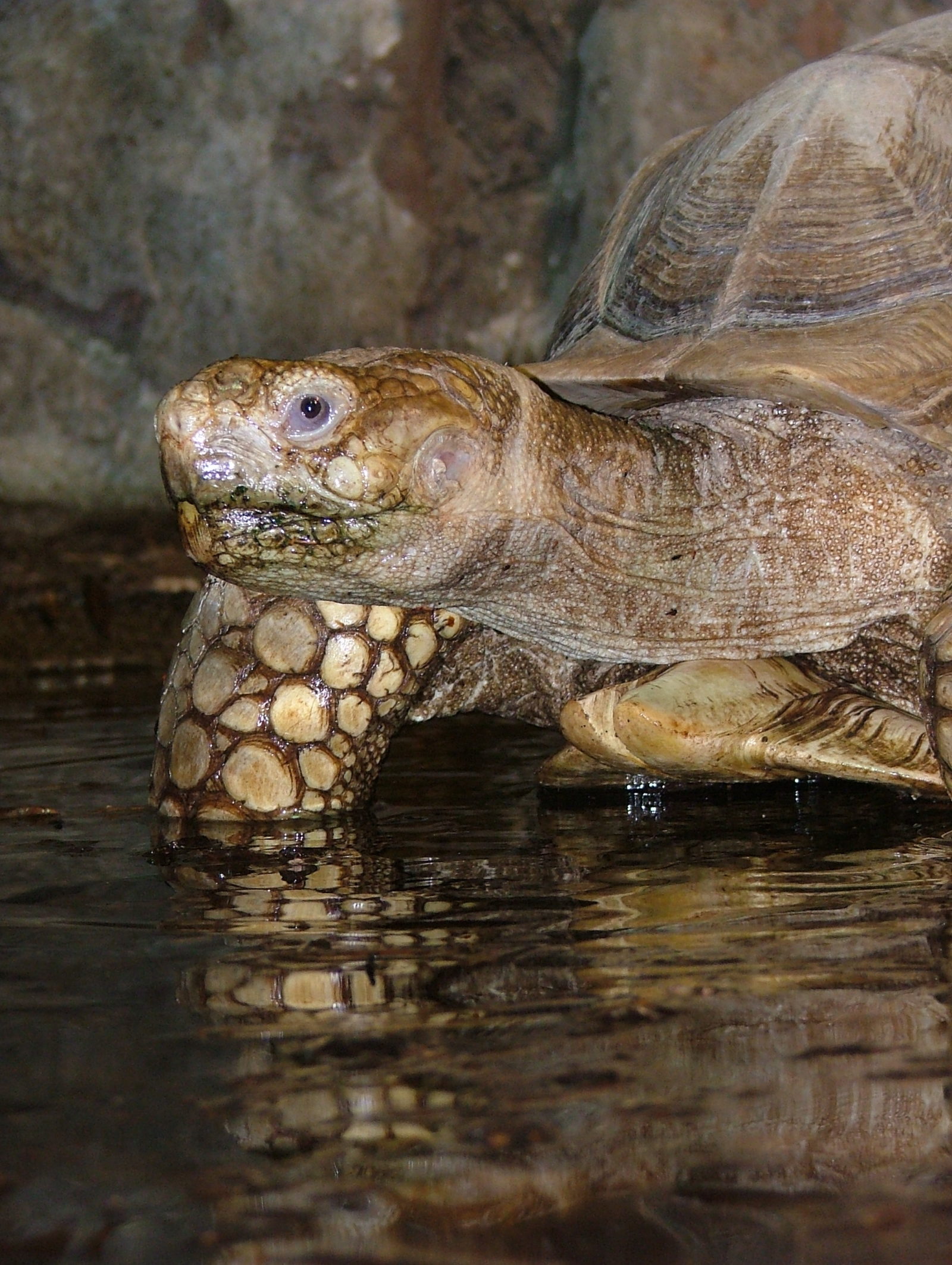African spurred tortoise Dublin Zoo