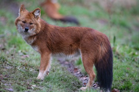 Dhole at Dublin Zoo