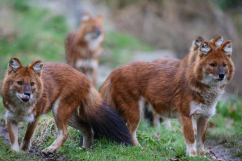 Dholes at Dublin Zoo