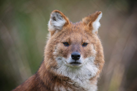 Dhole at Dublin Zoo