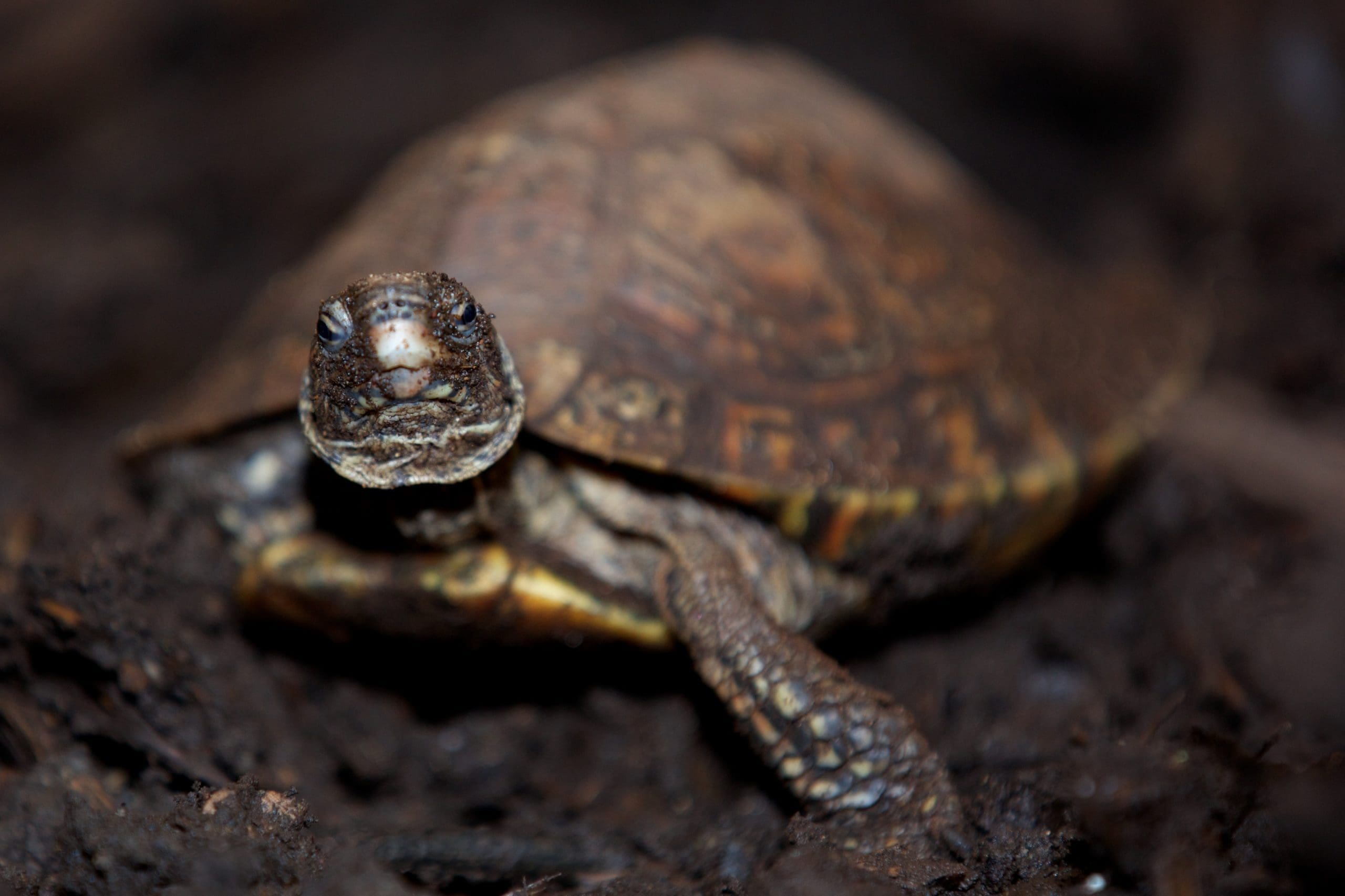 Central American wood turtle - Dublin Zoo