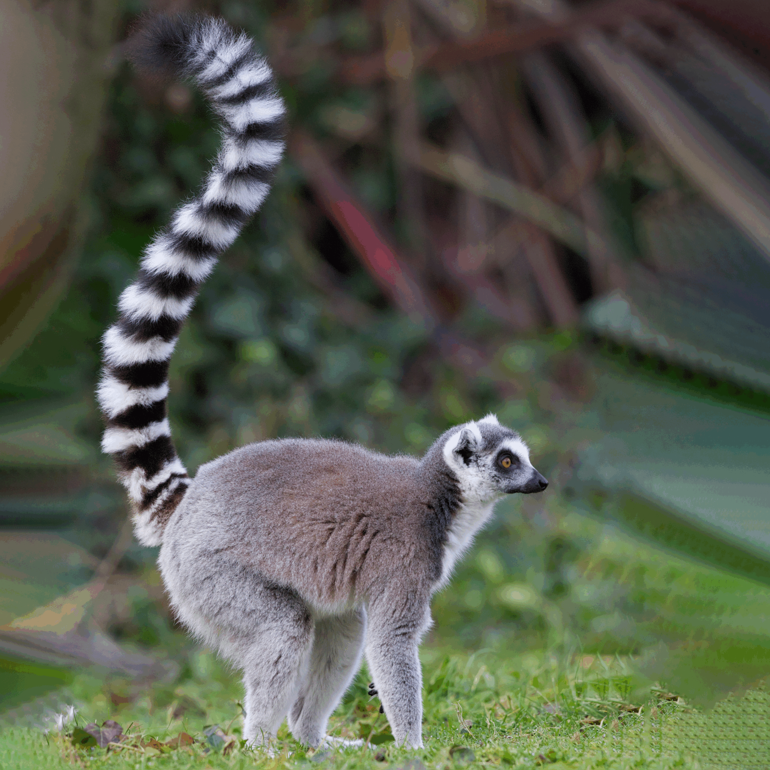 Leap into Spring with Dublin Zoo!