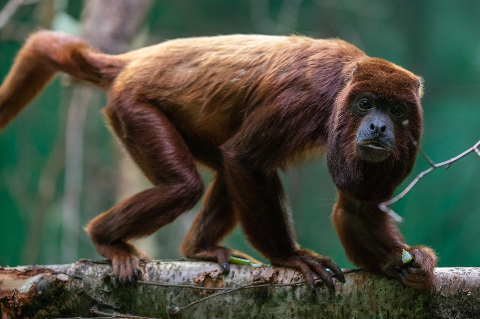 Red howler monkey - Dublin Zoo