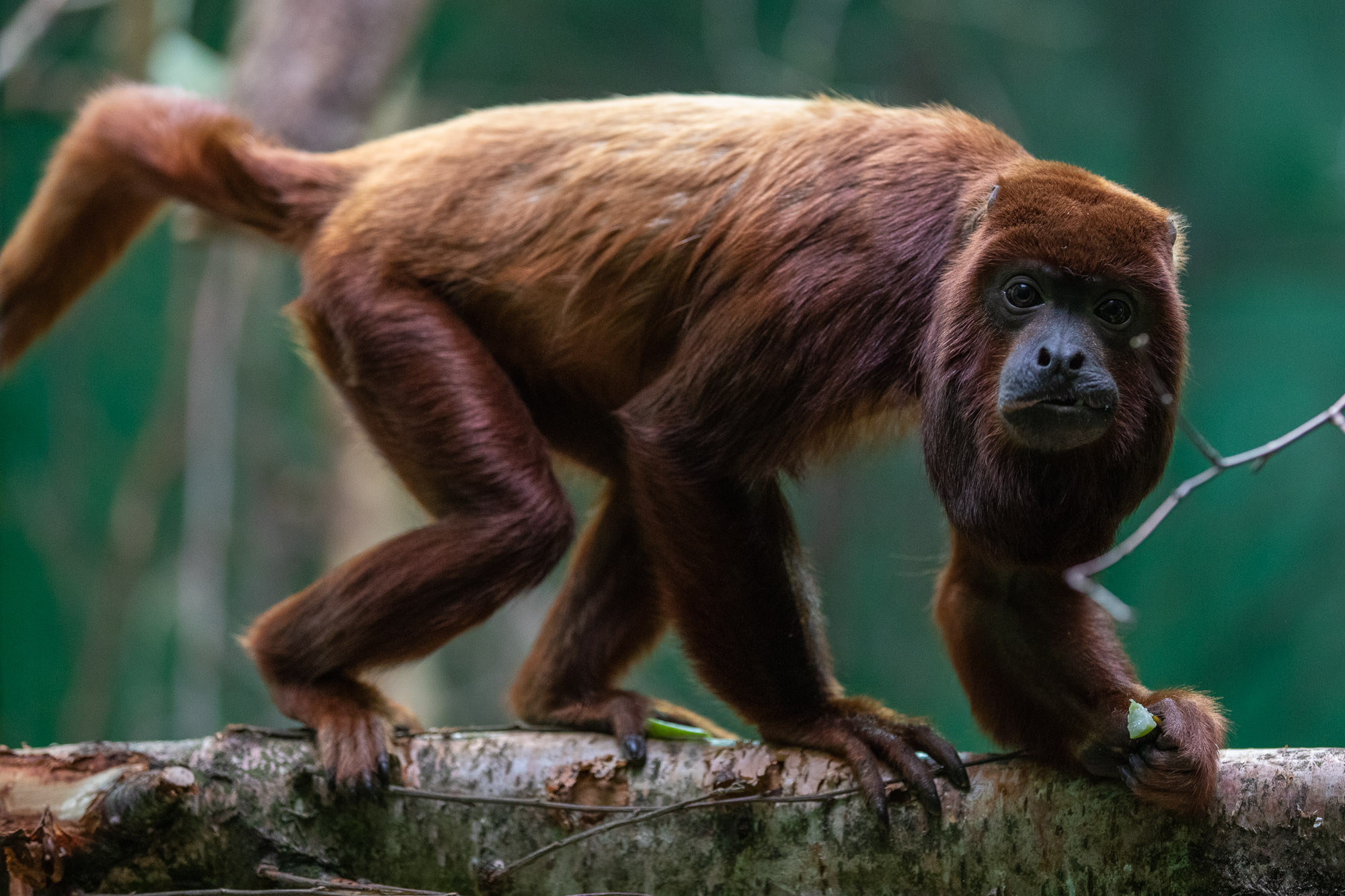 Dublin Zoo welcomes two Venezuelan red howler monkeys