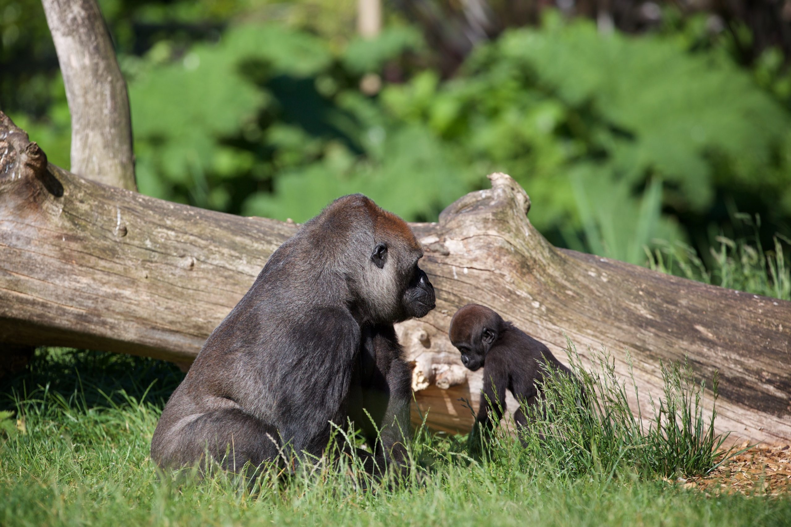 The Zoo TV series is back for 2022 - Dublin Zoo The Zoo TV series is back for 2022 - Dublin Zoo