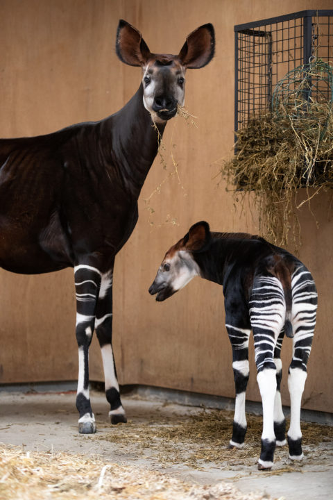 Endangered Okapi Born at Dublin Zoo - Dublin Zoo