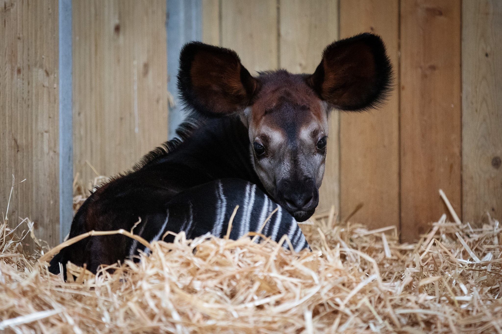 Endangered Okapi Born at Dublin Zoo Dublin Zoo
