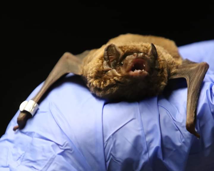 Dublin Zoo Joins Forces with Bat Rehabilitation Ireland to Protect Ireland’s Bats Dublin Zoo
