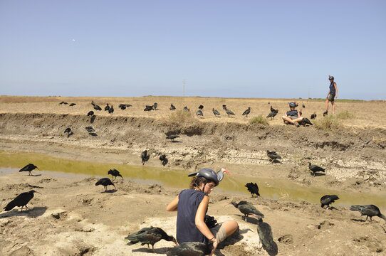 Bringing Waldrapp ibis back to Europe