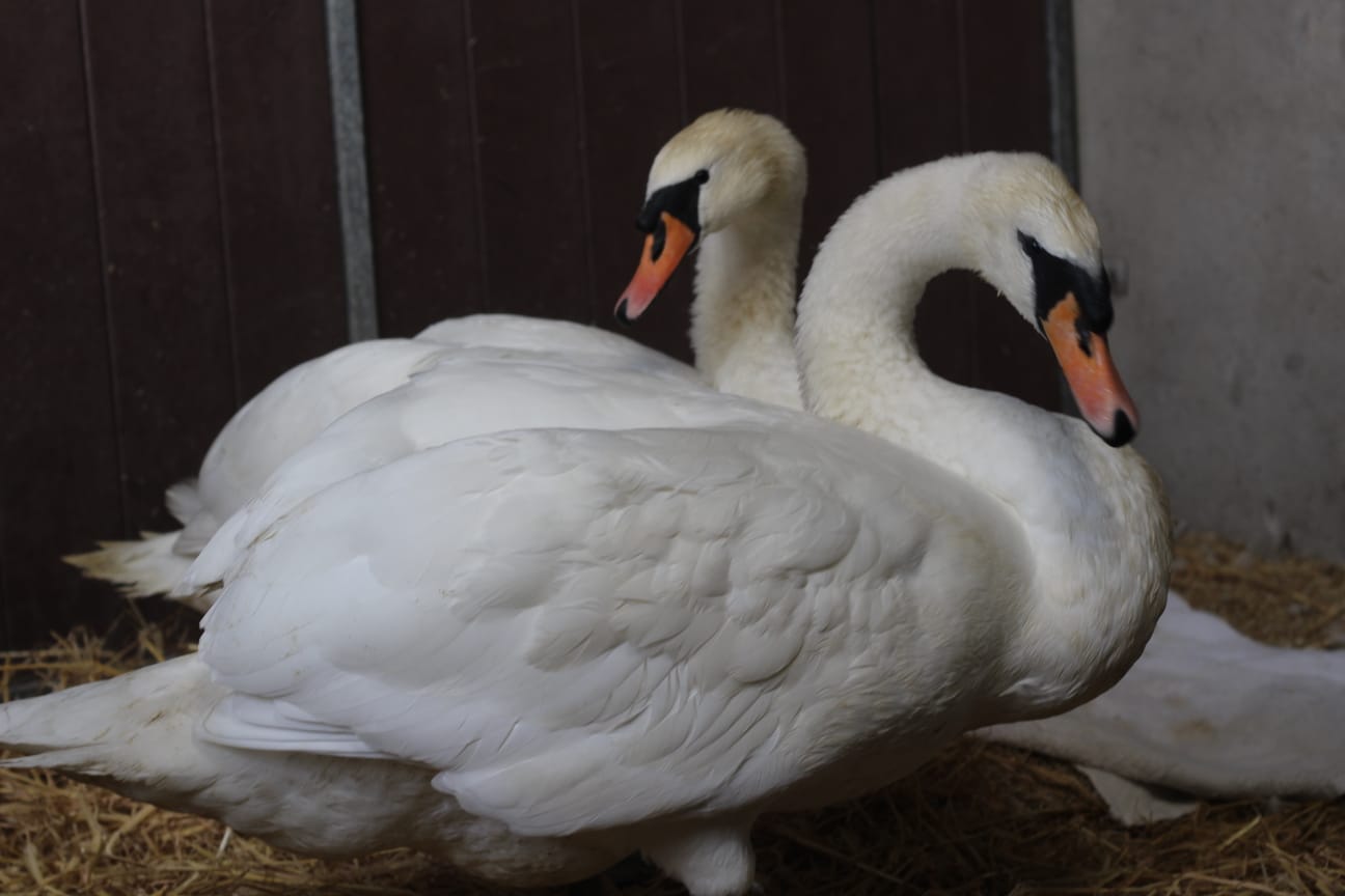 Rescuing and Rehabilitating Ireland’s Wildlife