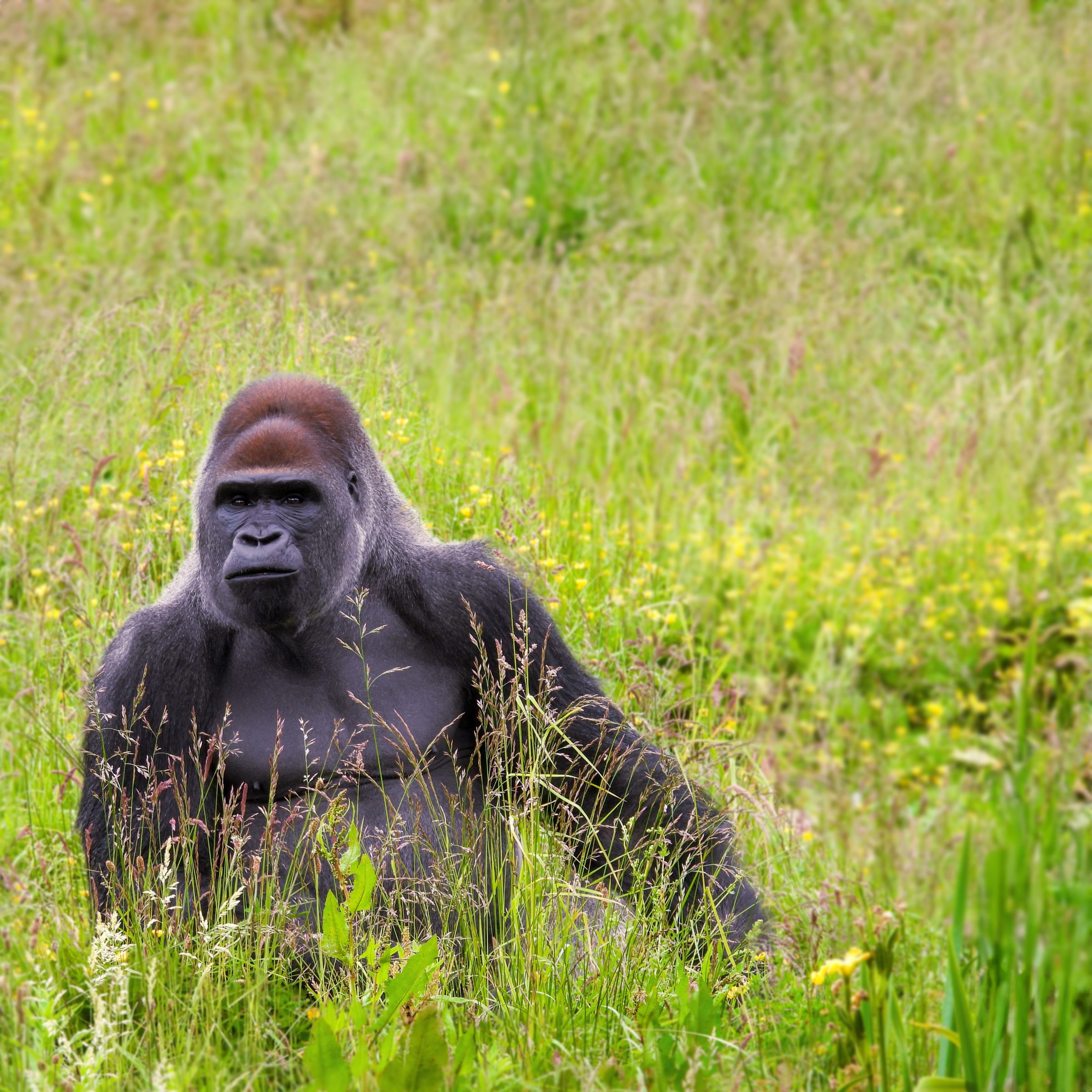 Enjoy Father’s Day at Dublin Zoo, with Dads Going Free*