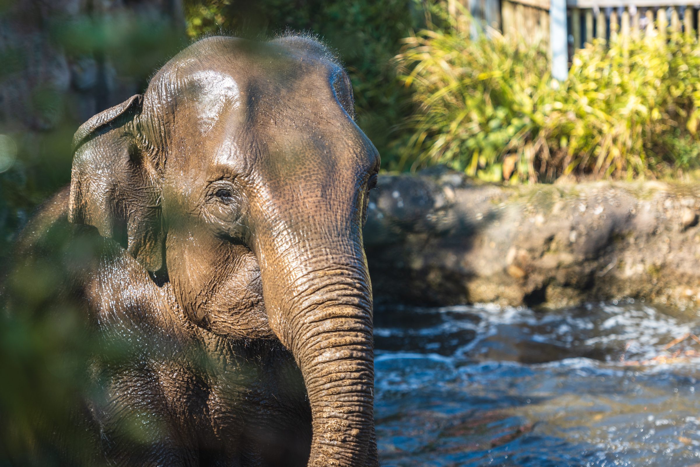 Asha, Asian elephant, tests positive for EEHV
