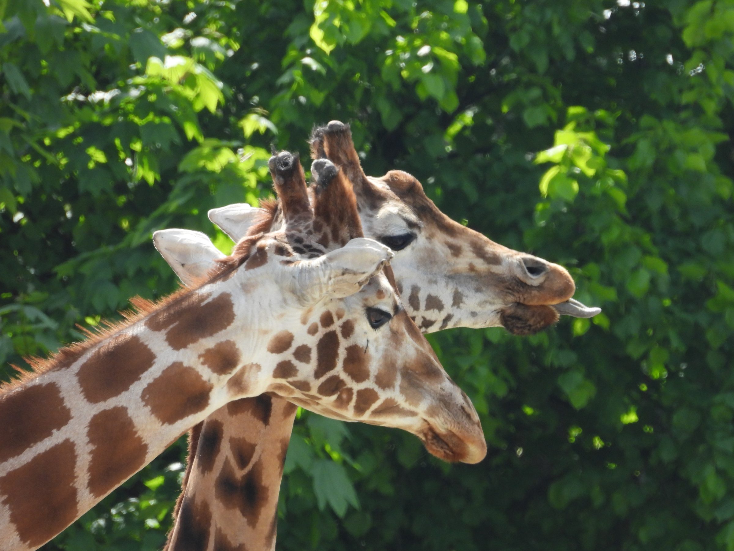 And the Winners Are! Celebrating Our ‘Perfect Day at Dublin Zoo’ Drawing Competition Winners