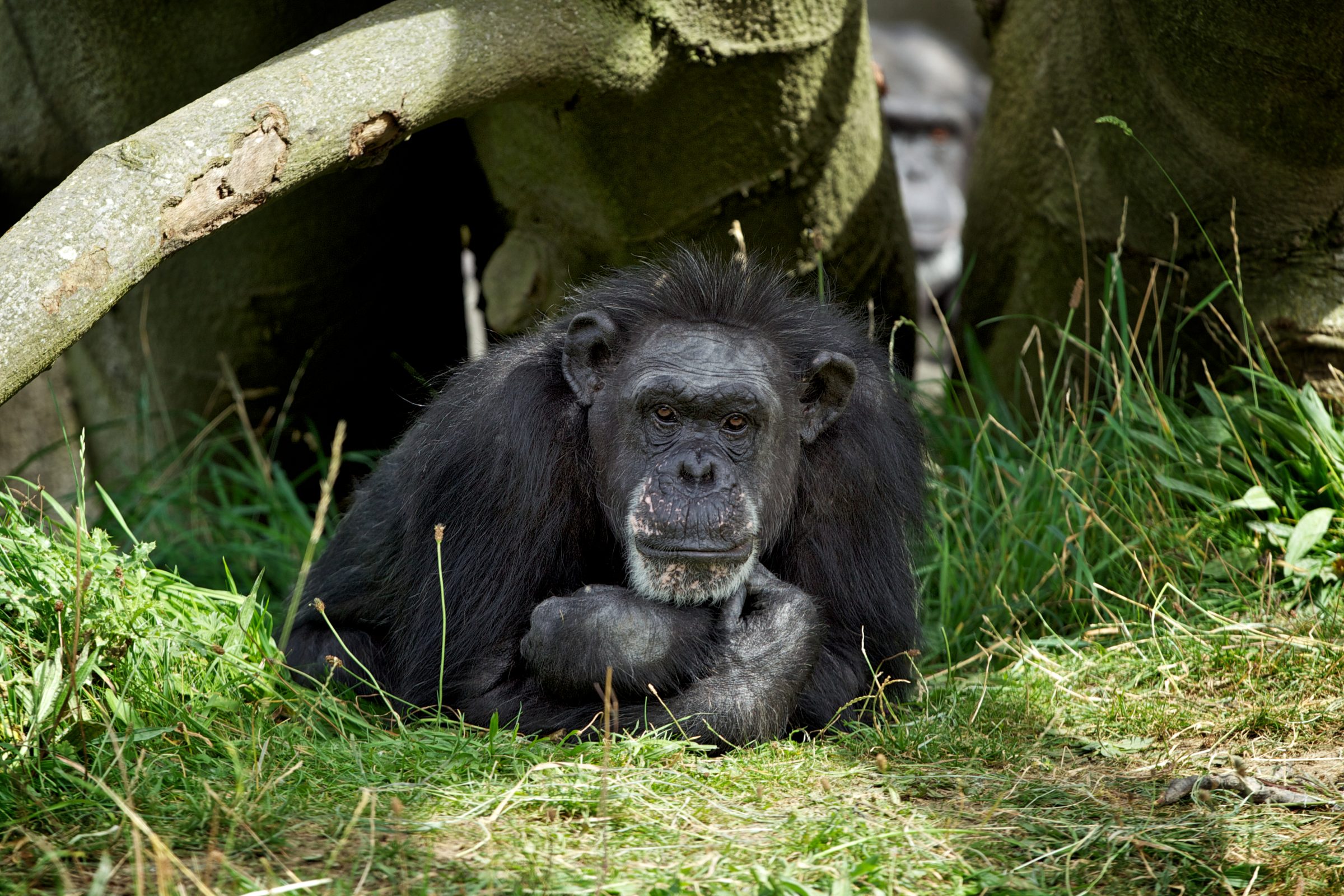 Dublin Zoo pays tribute to beloved chimpanzee Betty
