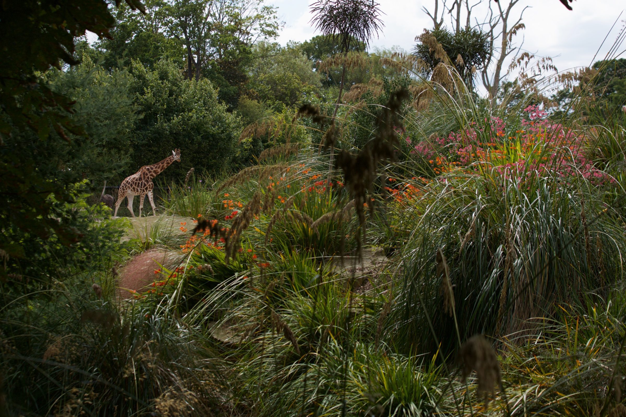 Enjoy the Mental Health Benefits of a Visit to the Zoo
