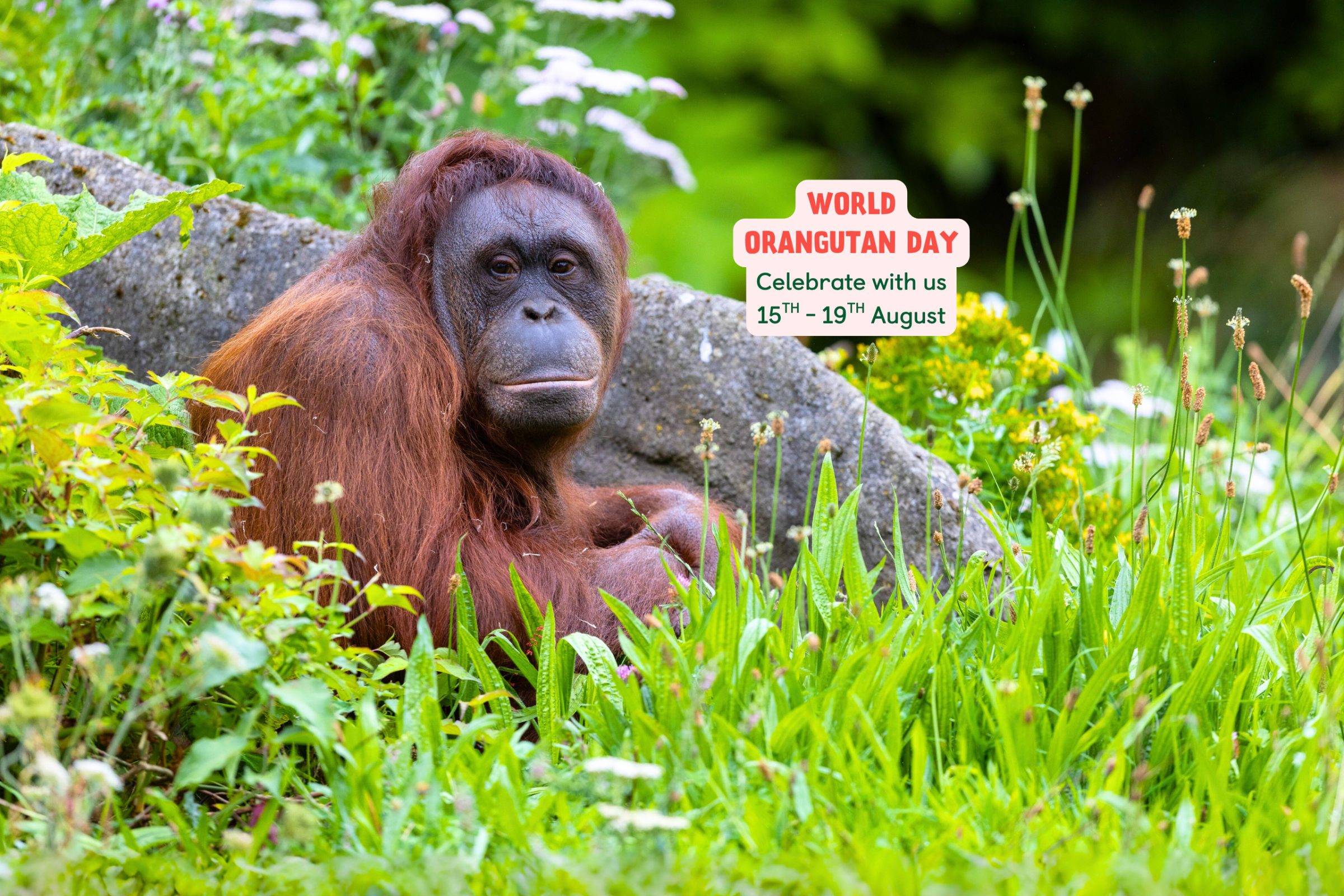 Dublin Zoo