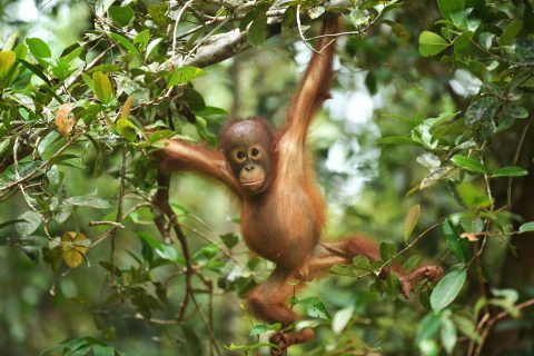 Orang 2025_06-5-480x320