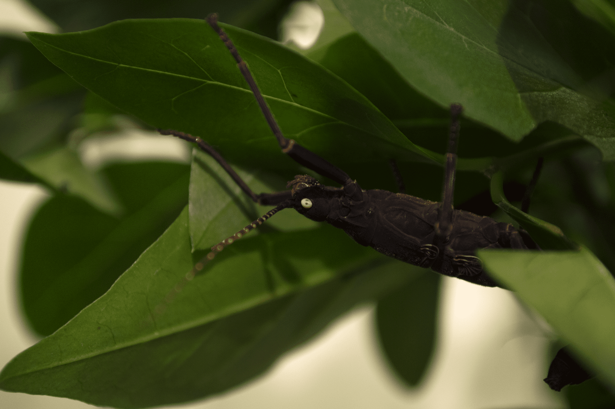 Black-Beauty-Stick-Insect-01