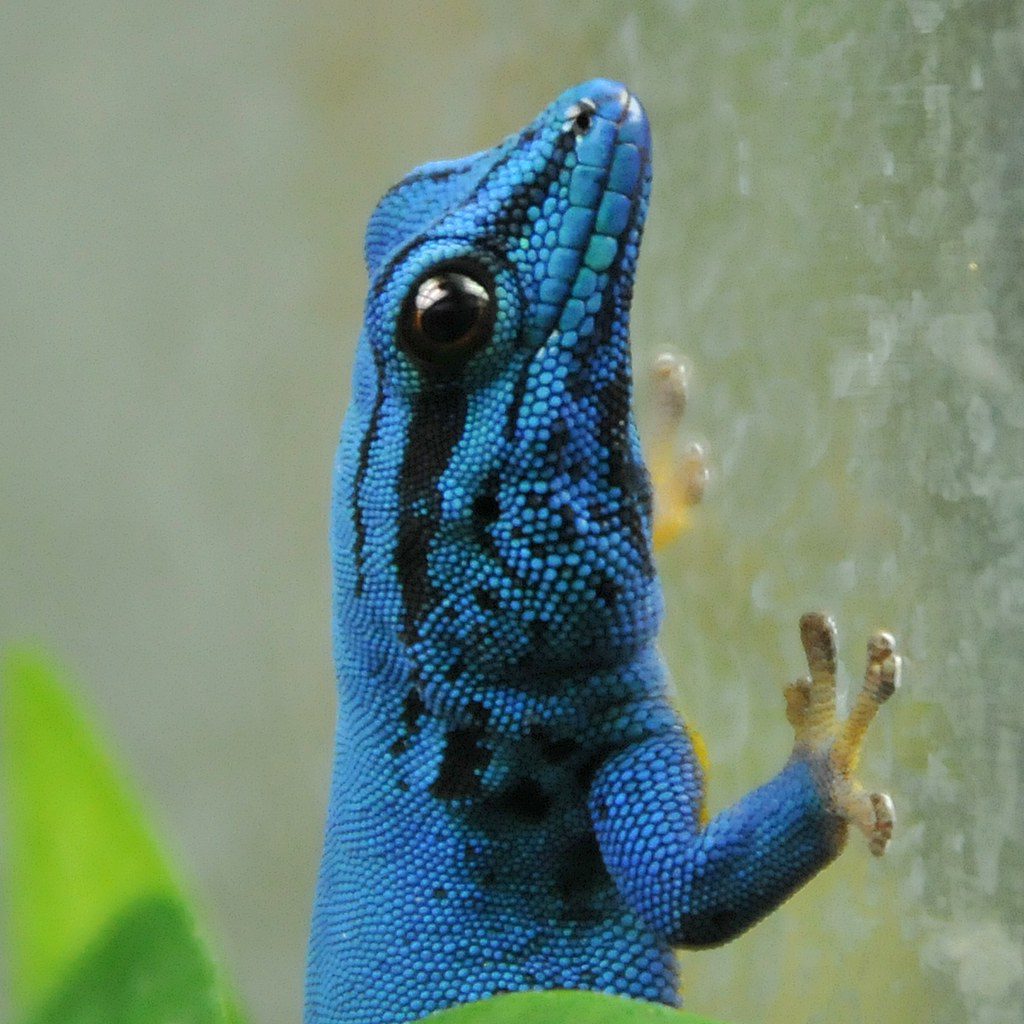 Dwarf Gecko