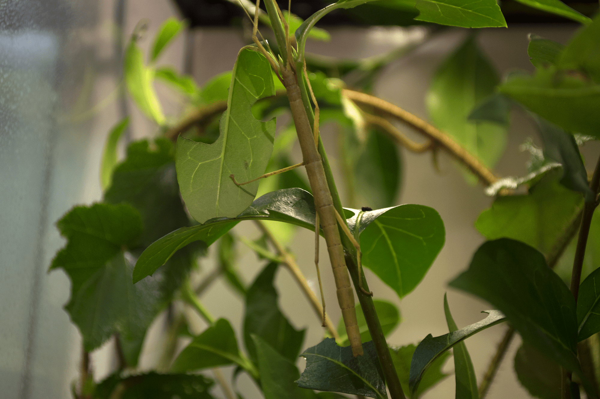 Indian green stick insect - Dublin Zoo