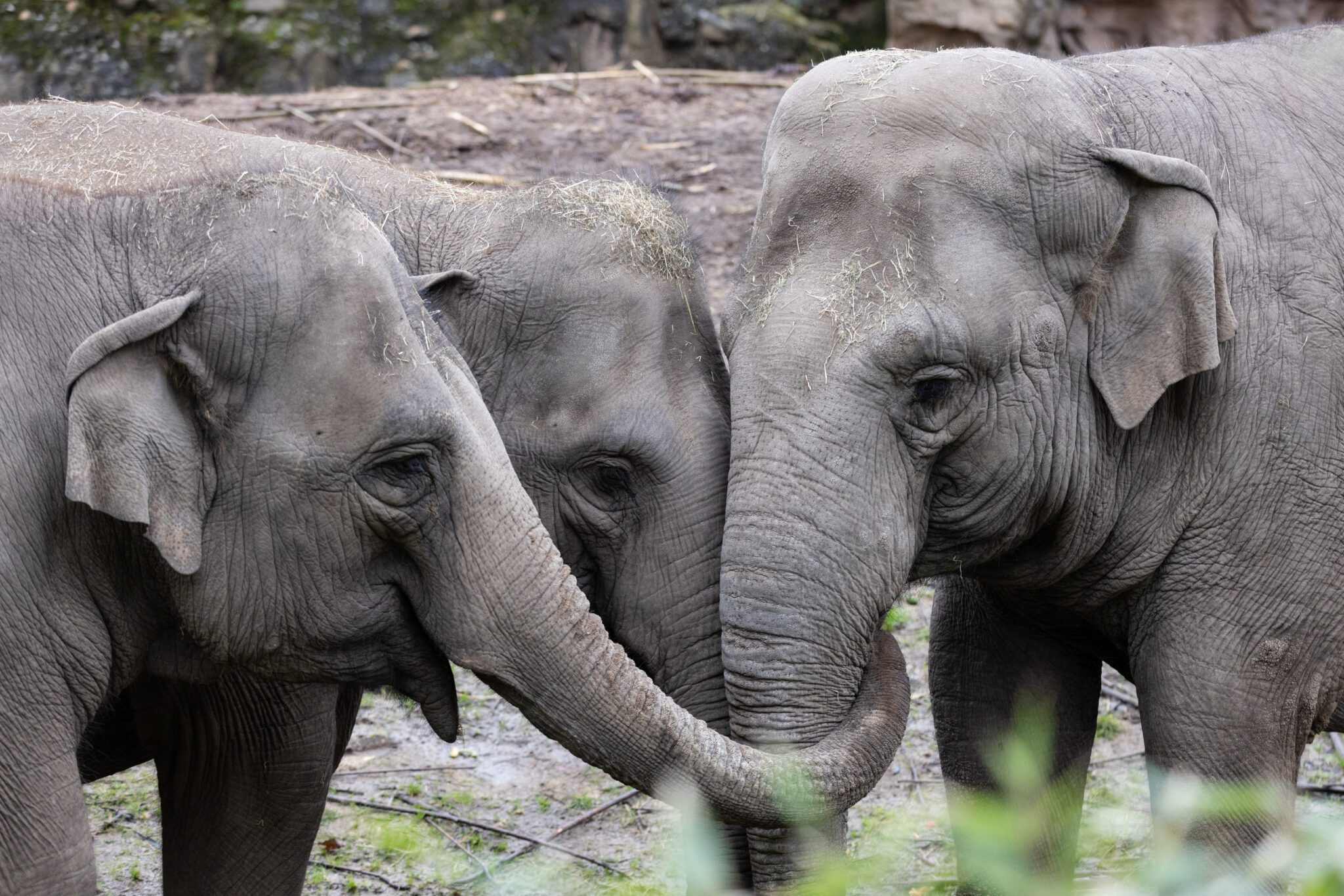 All Things Irish Takeover at Dublin Zoo 2
